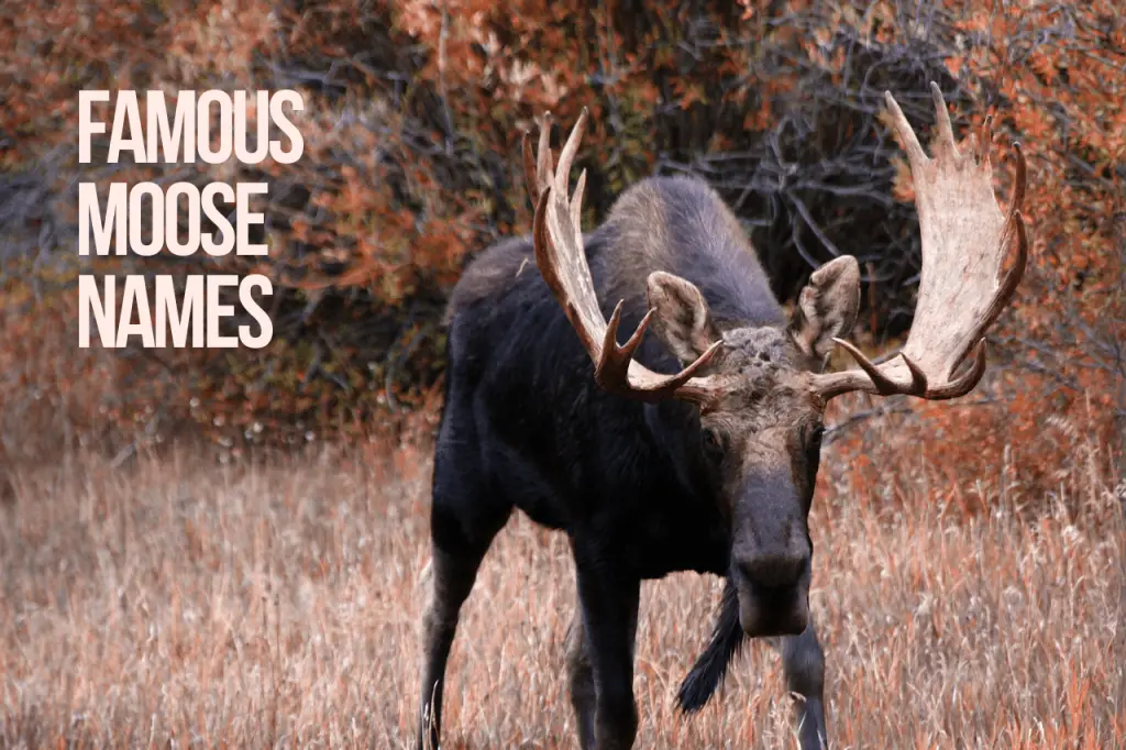 Famous Moose Names