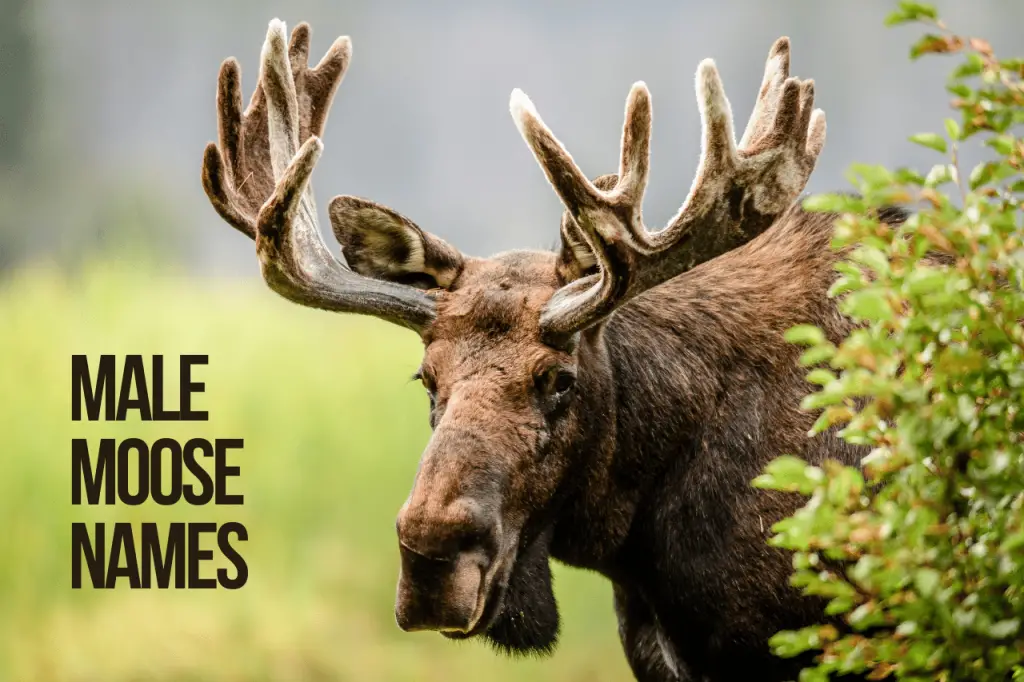 Male Moose Names