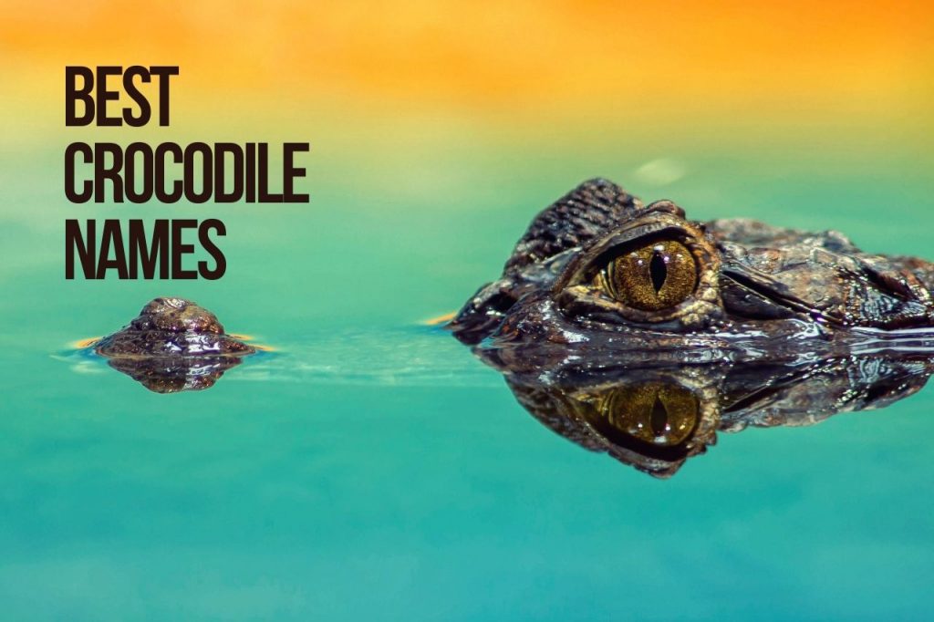 Best Crocodile Names