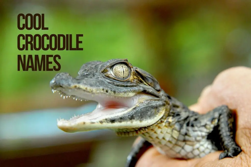Cool Crocodile Names