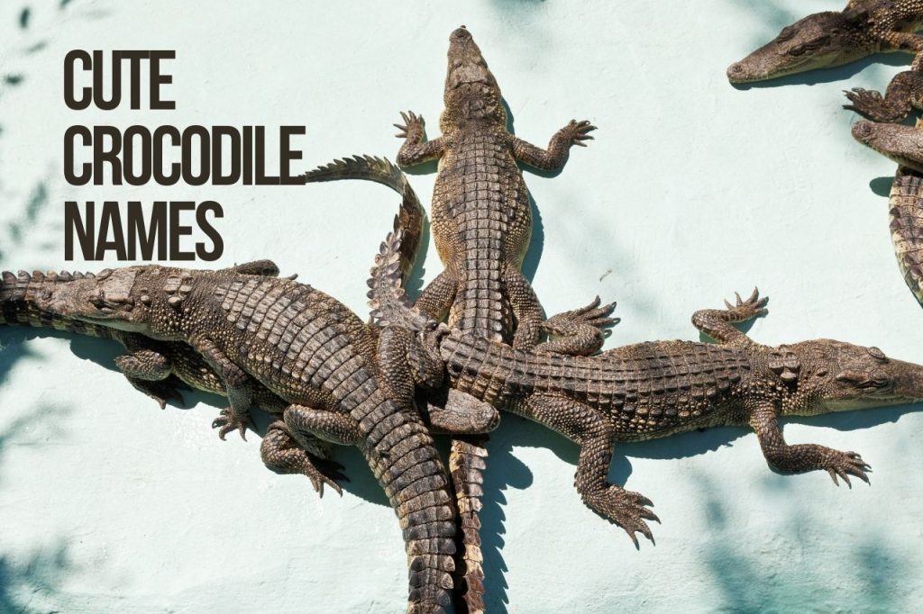 Cute Crocodile Names