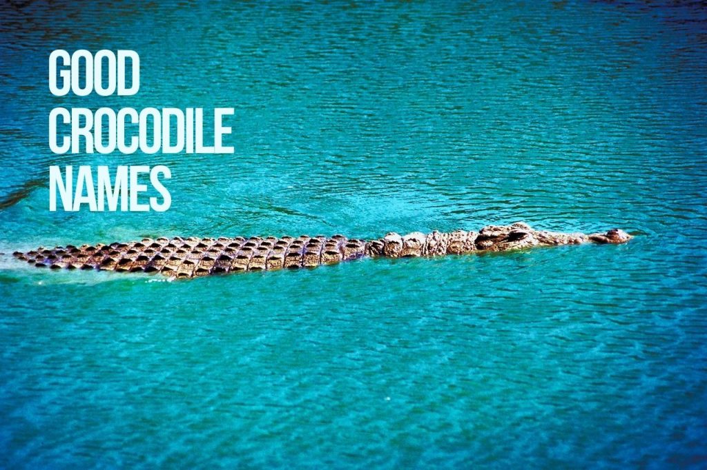 Good Crocodile Names