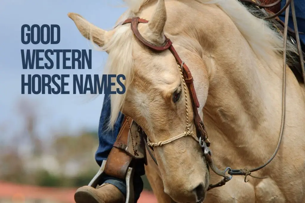Good Western Horse Names