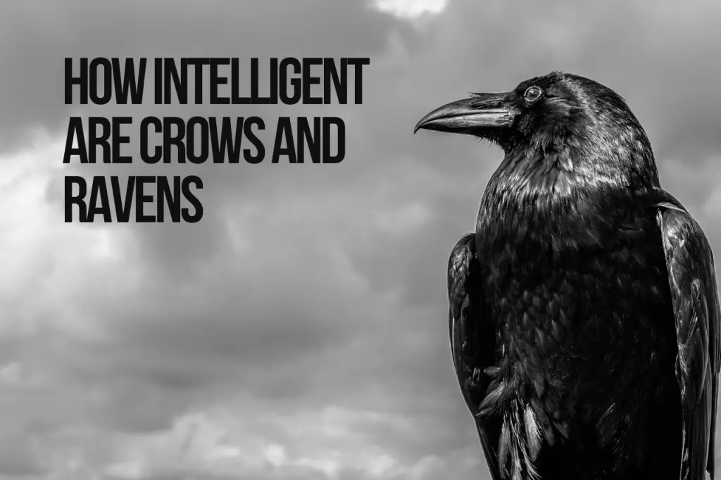 How Intelligent Are Crows and Ravens