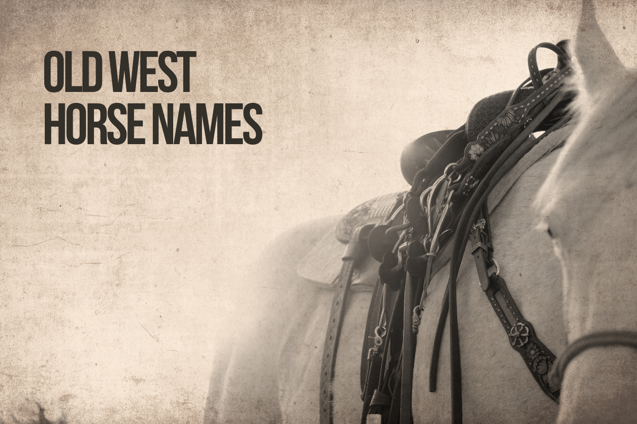 Western Horse Names 200 Incredible Ideas
