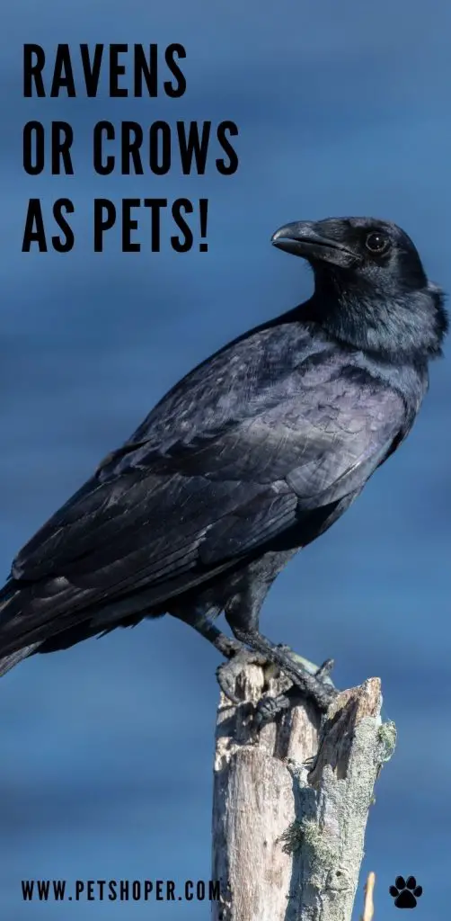Ravens or Crows as Pets
