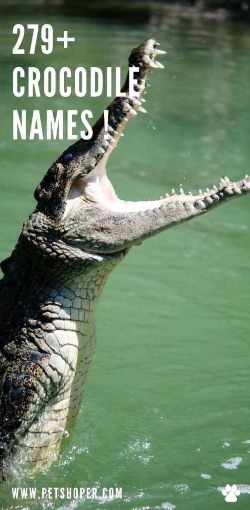 crocodile names pin