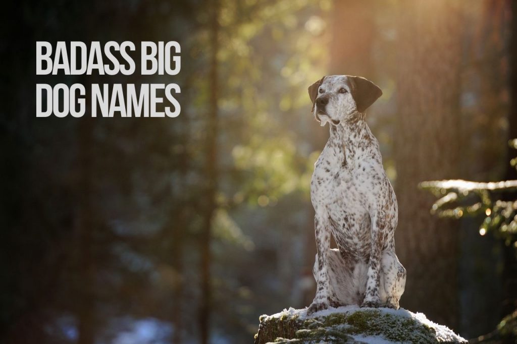 Badass Big Dog Names