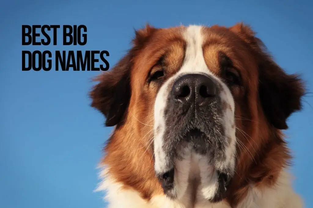 Best Big Dog Names