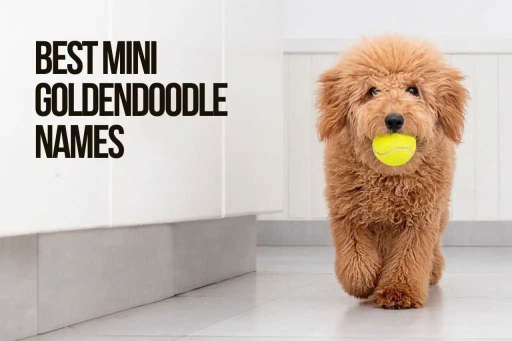 Best Mini Goldendoodle Names