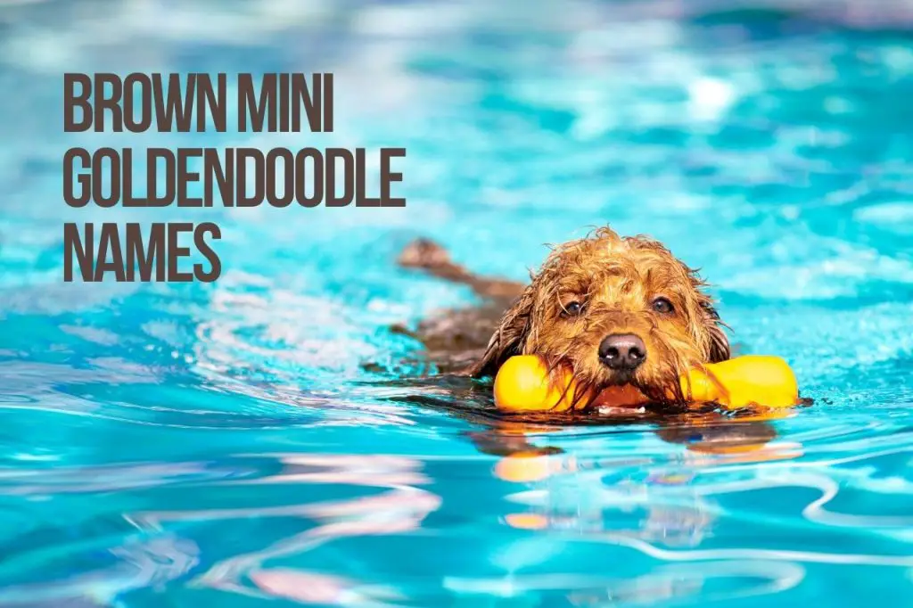 Brown Mini Goldendoodle Names