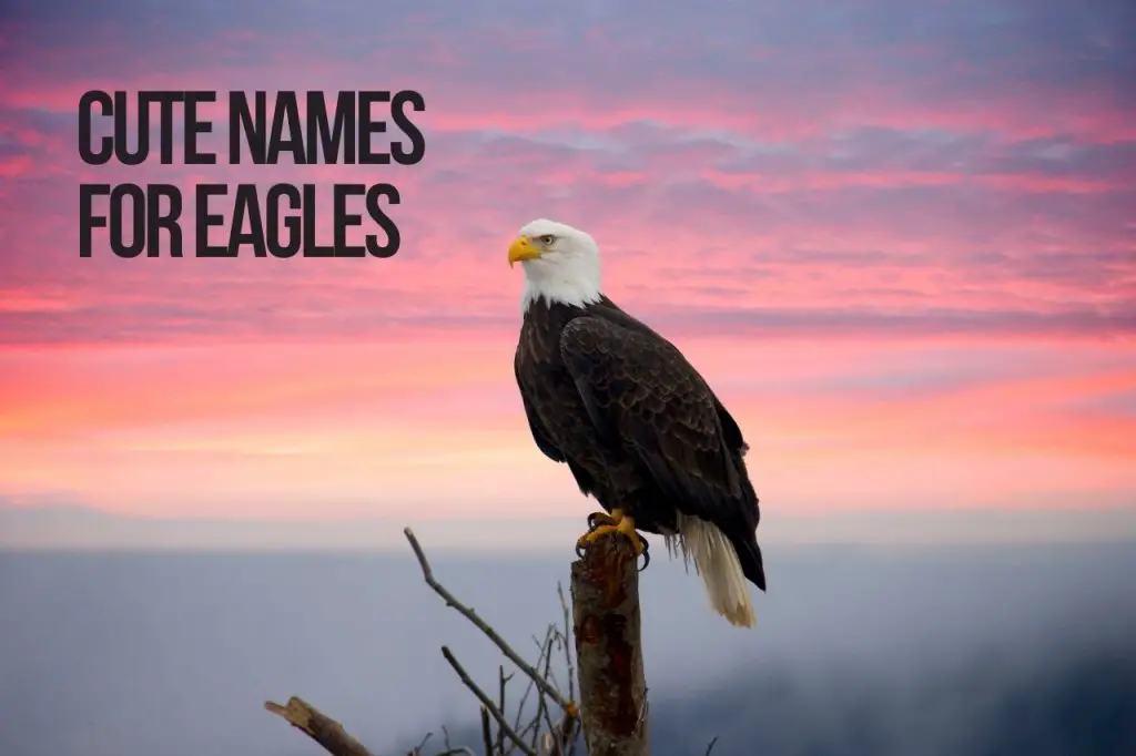 Cute Names for Eagles