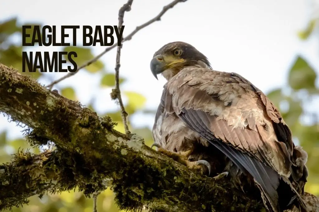 Eaglet Baby Names