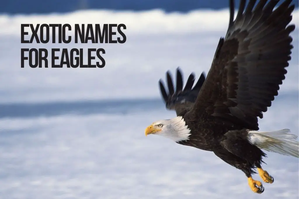 Exotic Names for Eagles