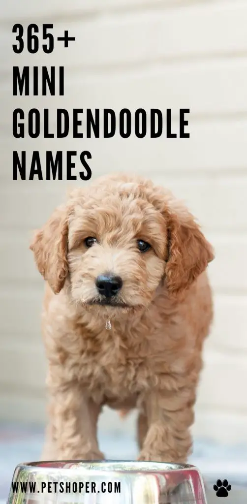 Mini Goldendoodle Names pin