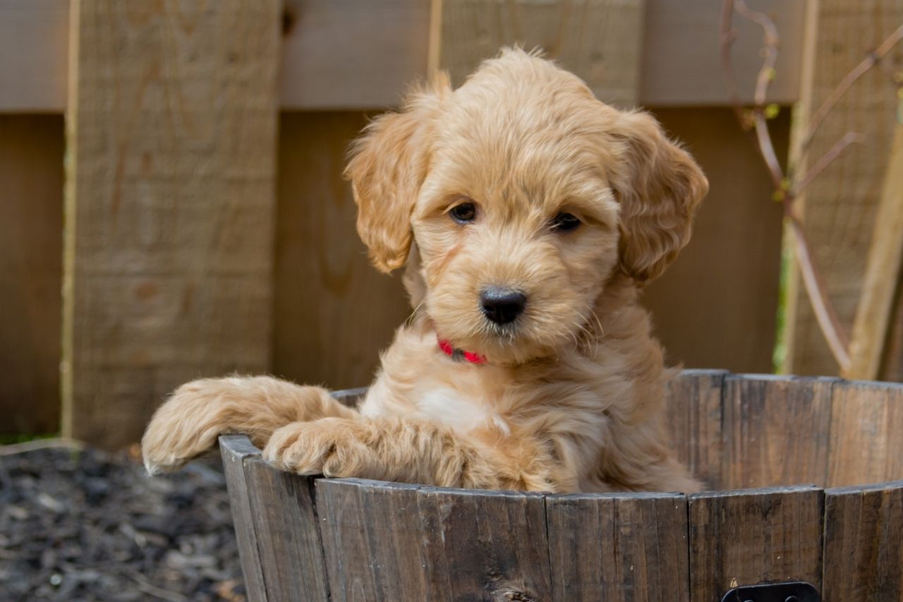 Mini Goldendoodle Names 365 TOP BEST CUTE Ideas PetShoper
