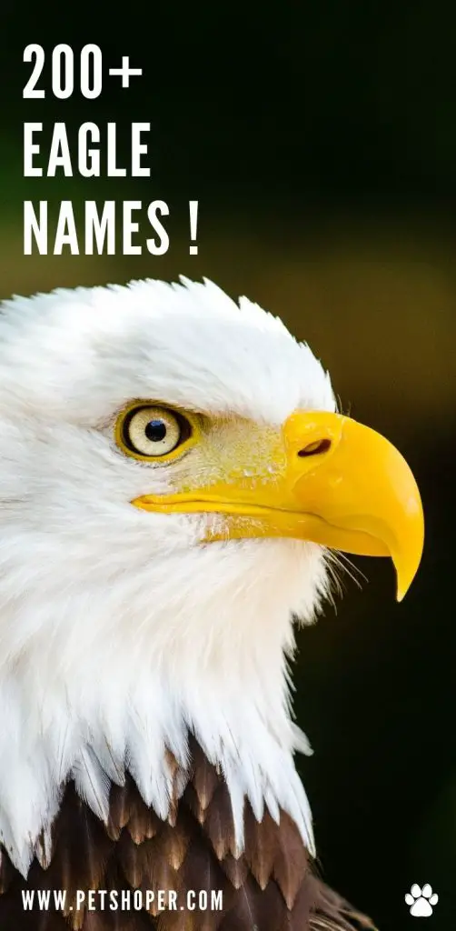 eagle names pin