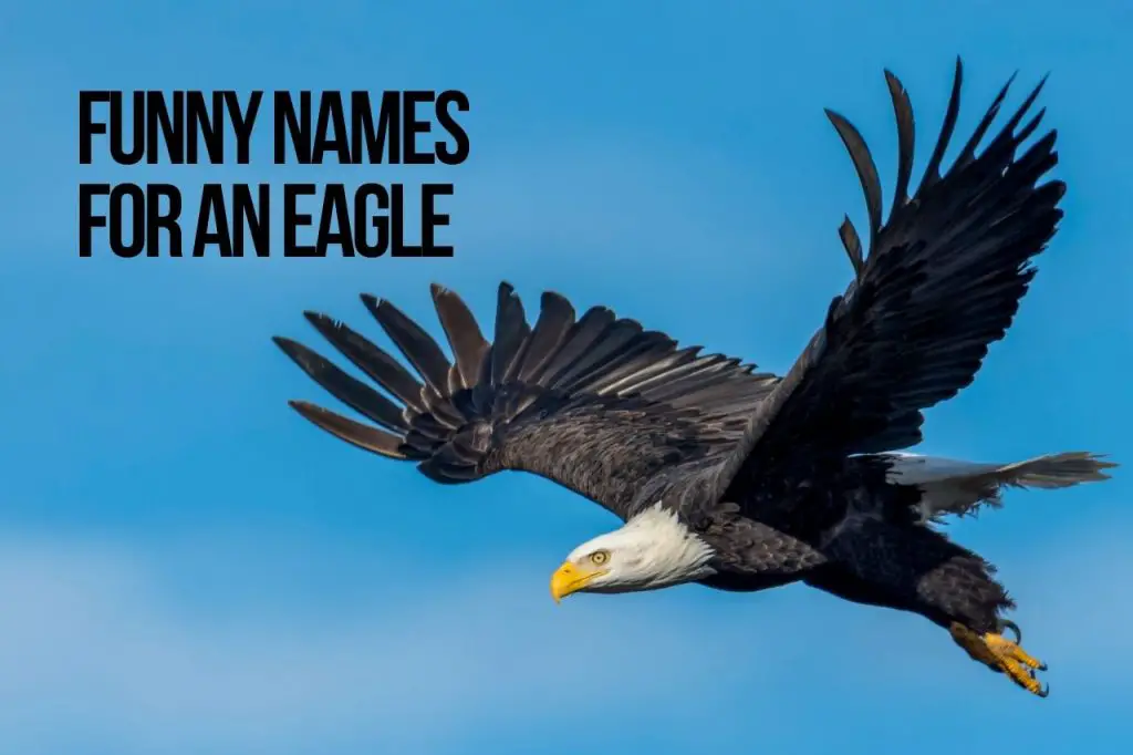 Funny Names for an Eagle