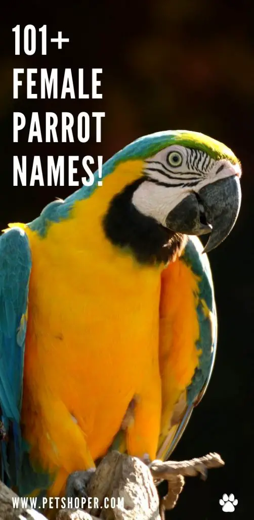 Female Parrot Names pin