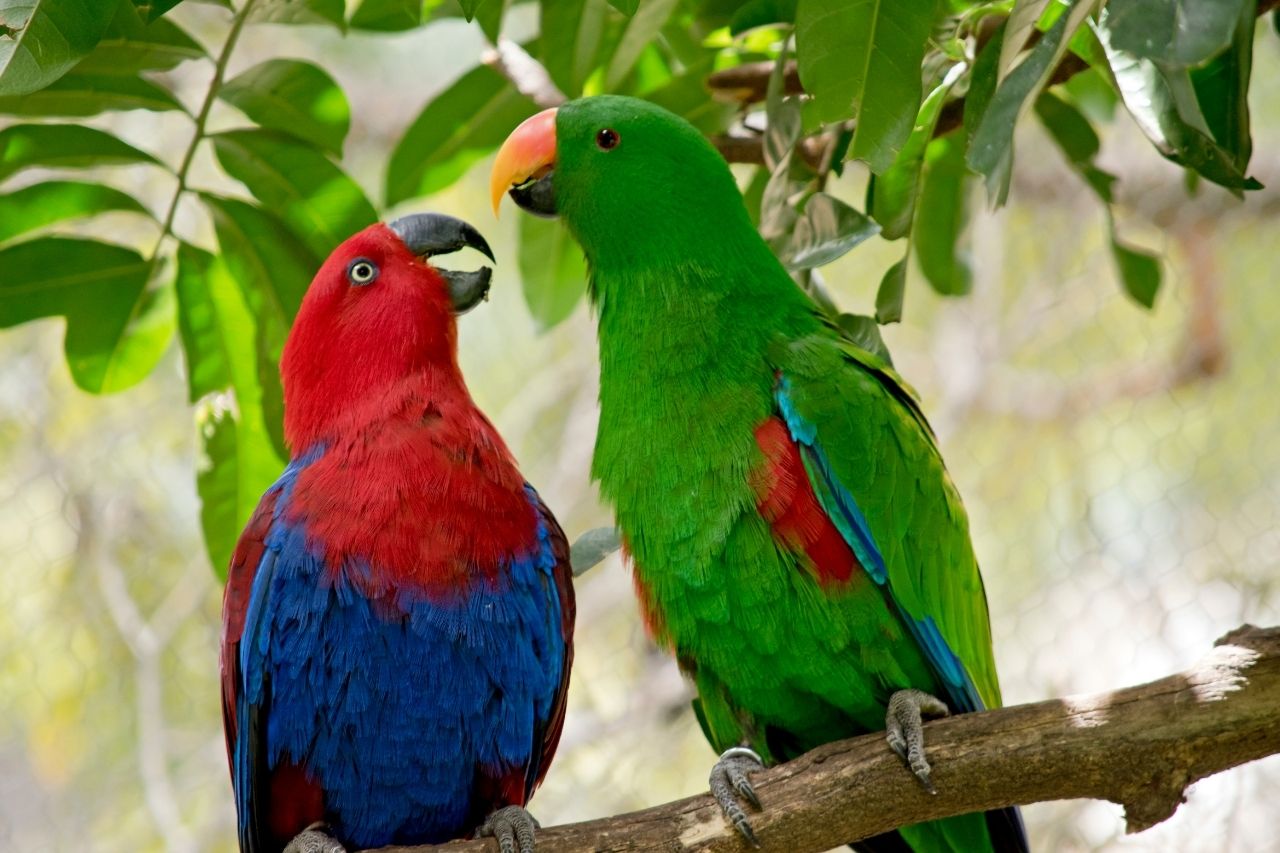 Female Parrot Names