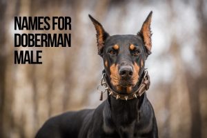 Names For Doberman 101+ Best [Male & Female] - PetShoper