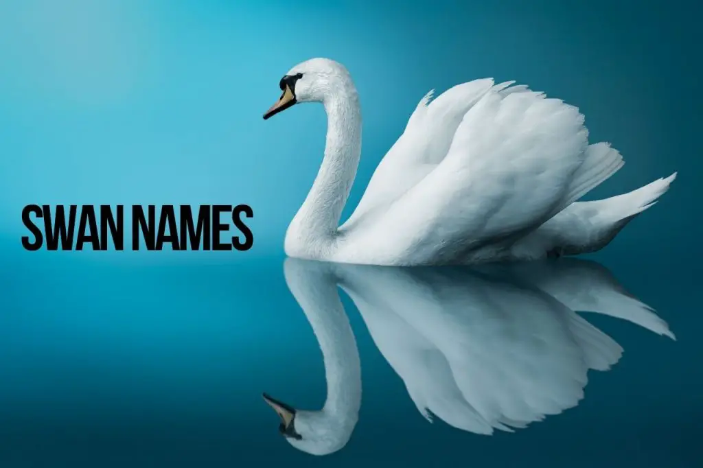 Swan Names