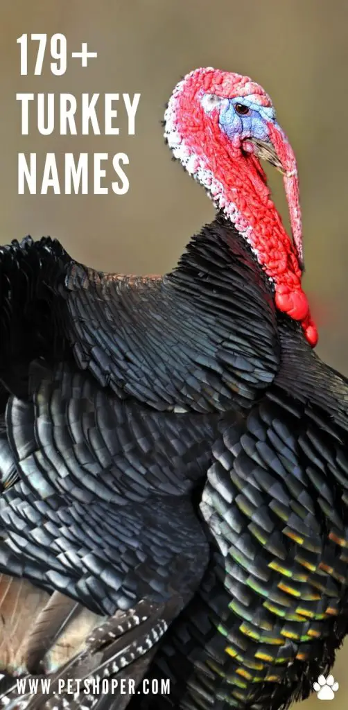 Turkey Names pin