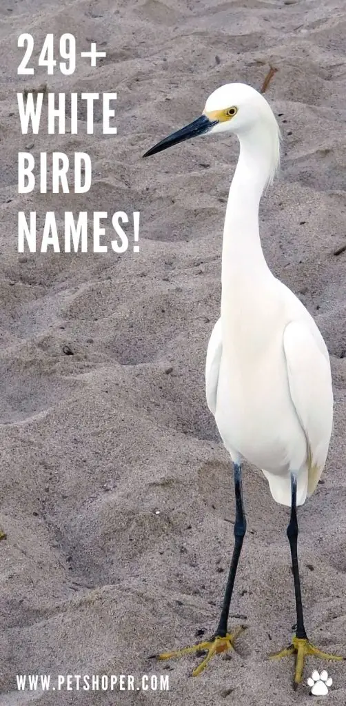 White Bird Names pin