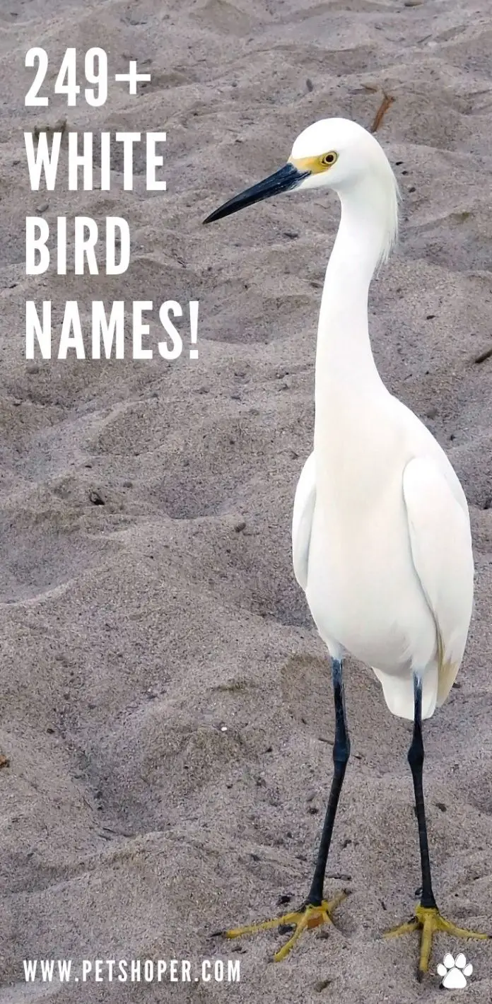 white-bird-names-249-best-ideas-with-video-petshoper