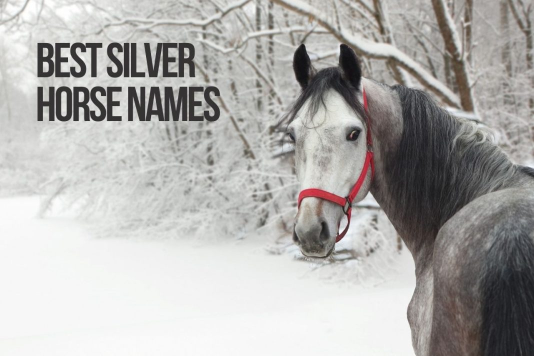 silver-horse-names-179-top-best-grey-ideas-petshoper