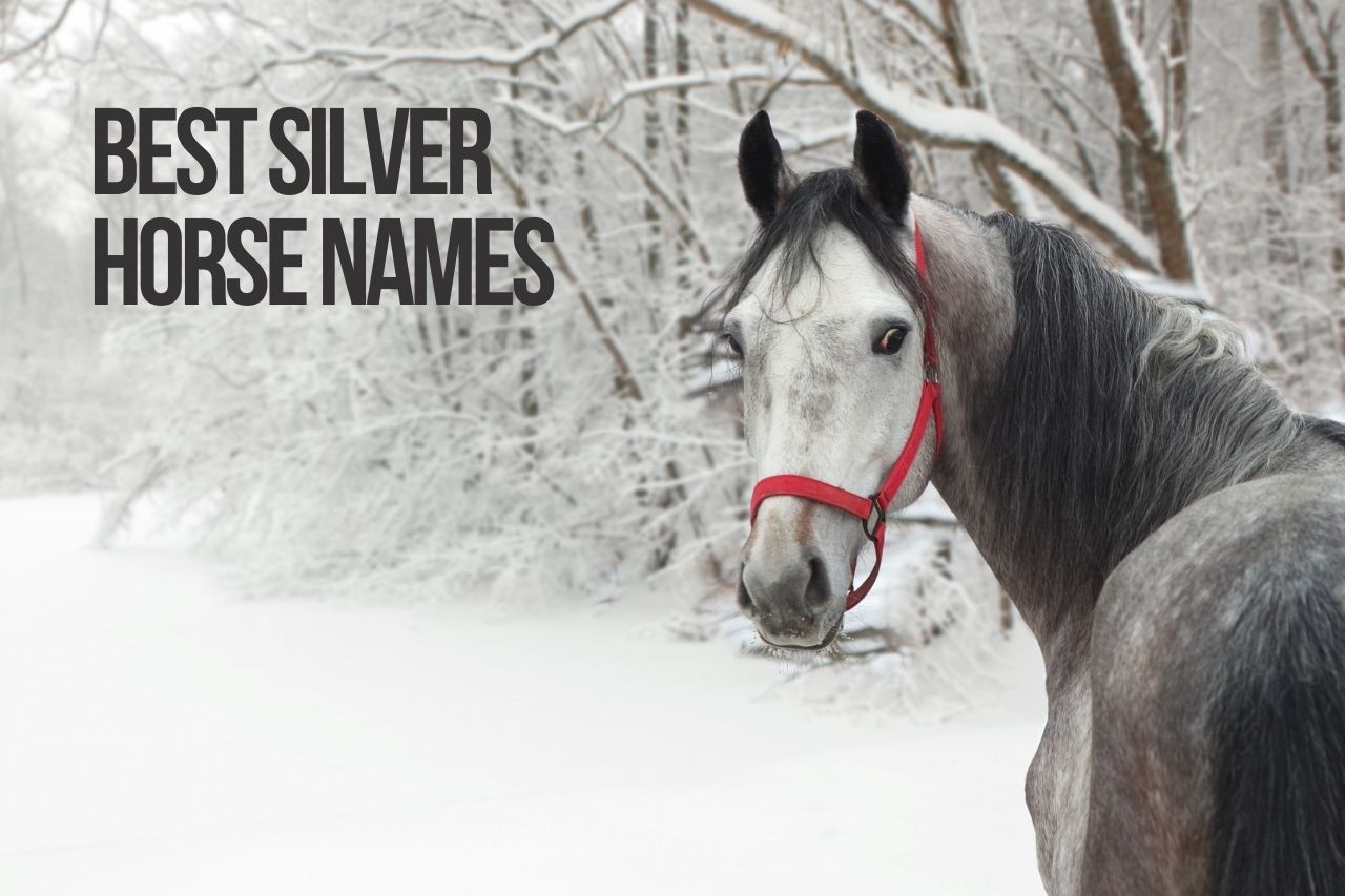 Silver Horse Names 179 TOP BEST GREY Ideas PetShoper