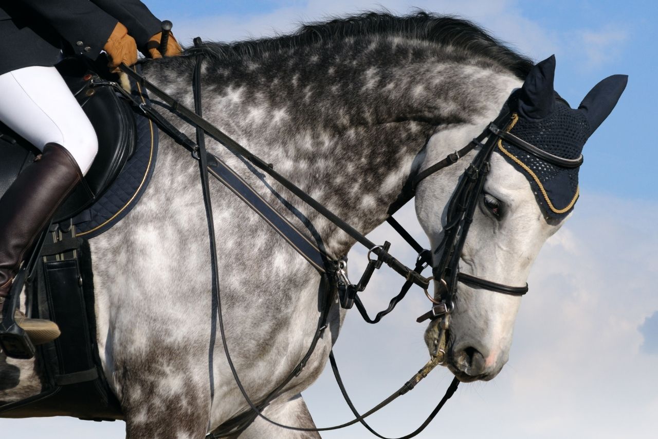 Silver Horse Names 179+ TOP & BEST & GREY Ideas - PetShoper
