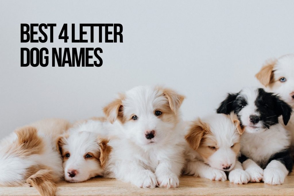 Best 4 Letter Dog Names