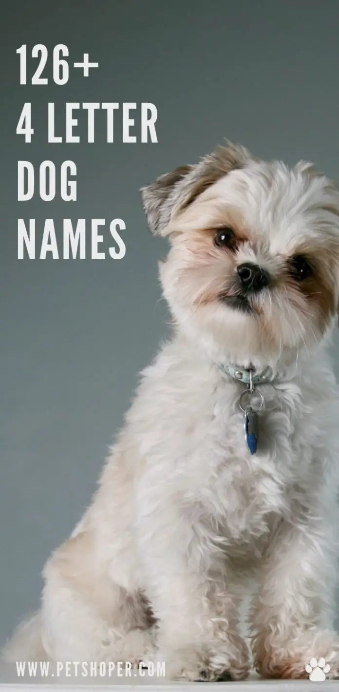 4-letter-dog-names-126-short-cute-ideas-petshoper