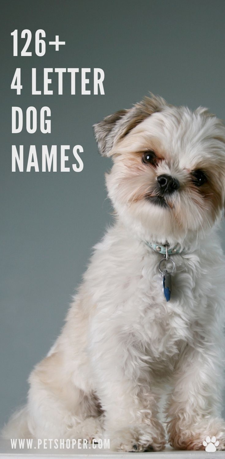 4 Letter Dog Names 126 Short Cute Ideas Petshoper