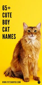 Cute Boy Cat Names 65+ Amazing & Top Ideas - PetShoper