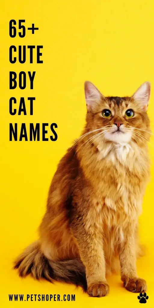 Cute Boy Cat Names pin