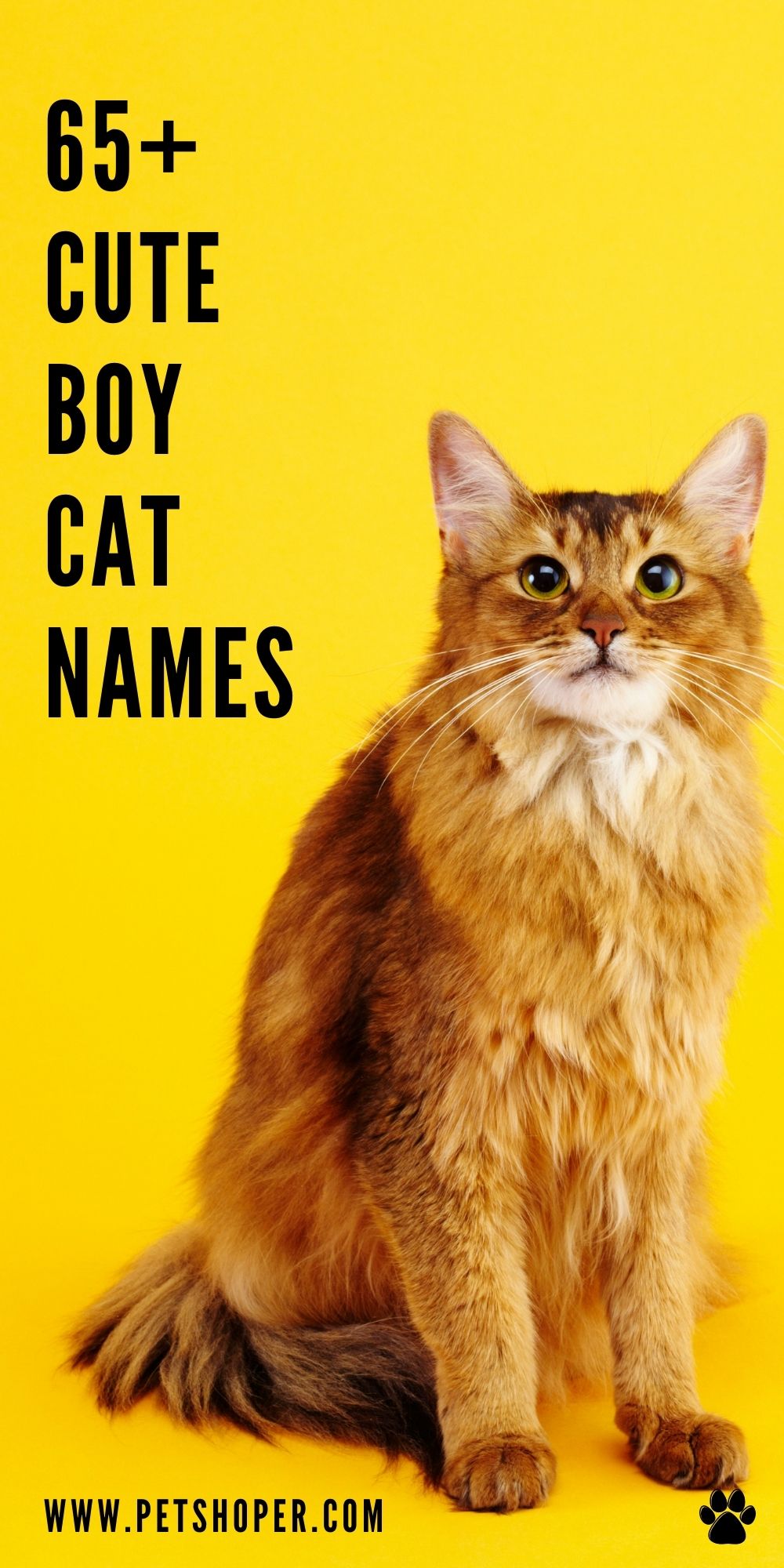 cute-boy-cat-names-65-amazing-top-ideas-petshoper