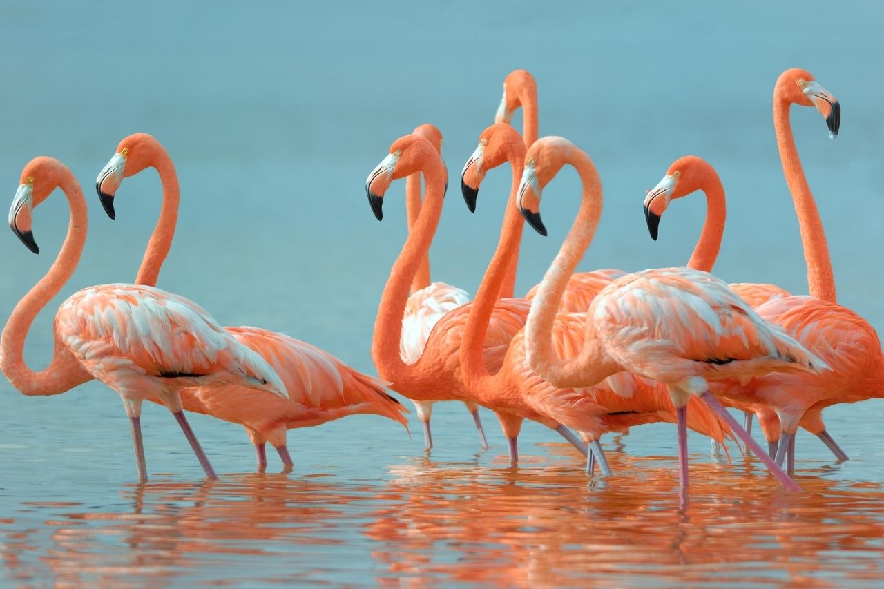 flamingo-names-200-cute-best-ideas-petshoper