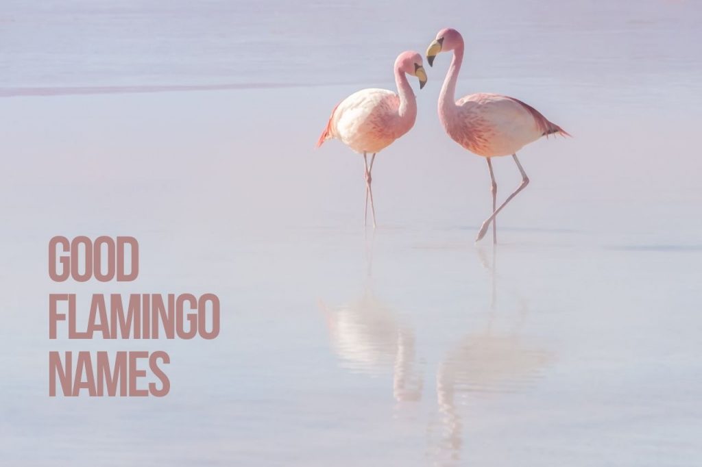Good Flamingo Names