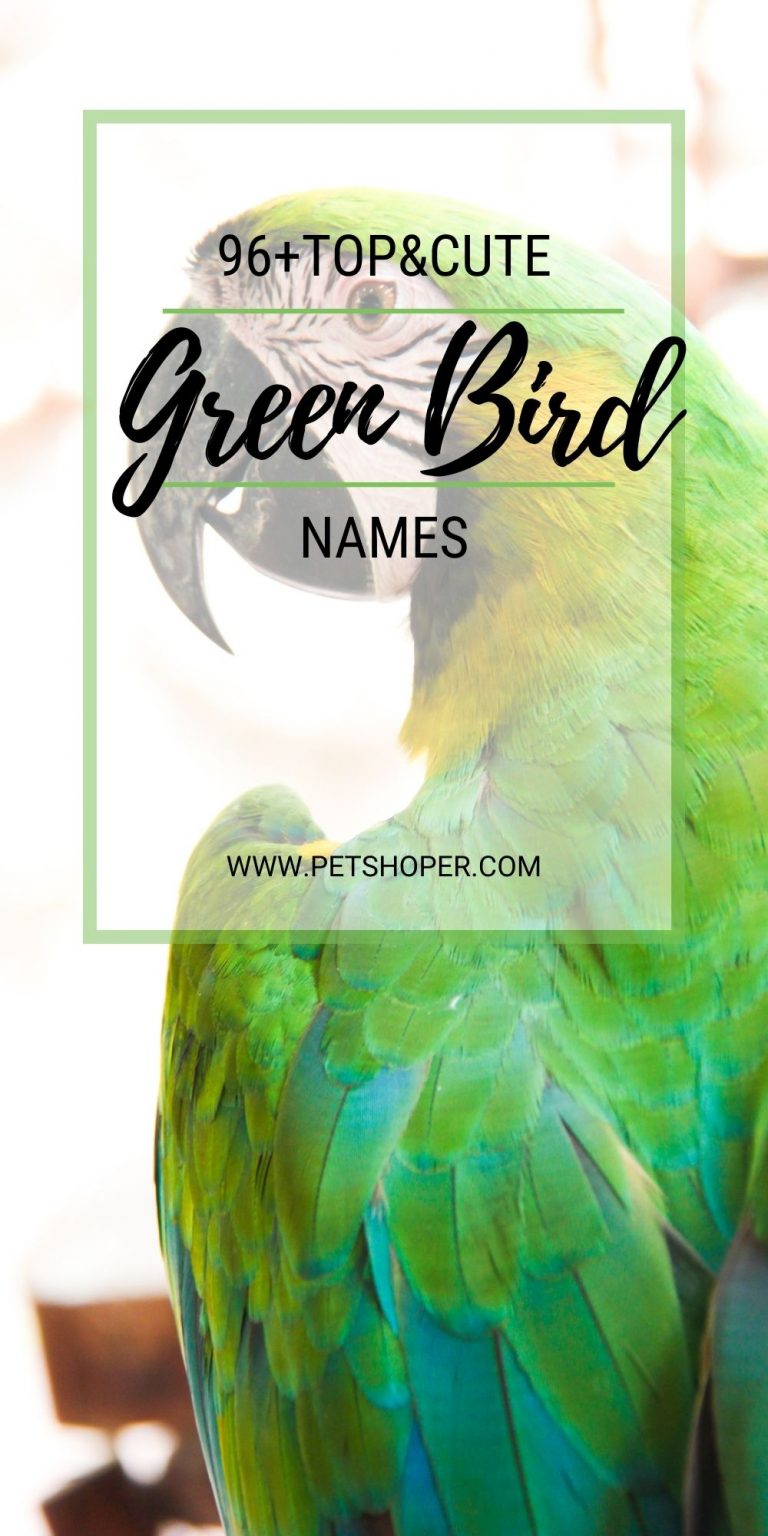 Green Bird Names 96+ TOP & BEST & CUTE Ideas