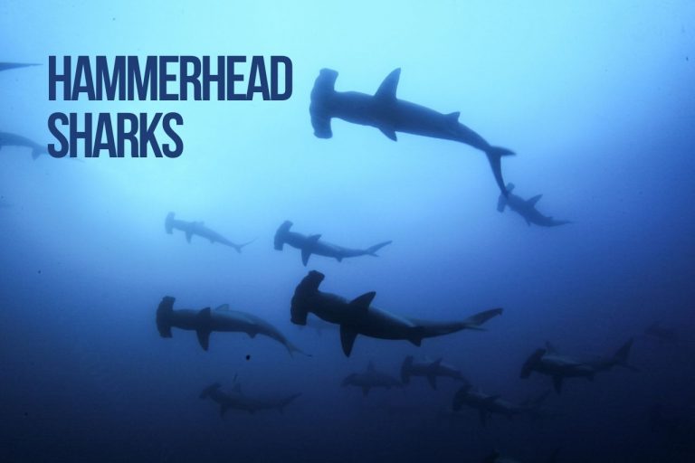 Shark Names 150+ Best & TOP Shark Species - PetShoper