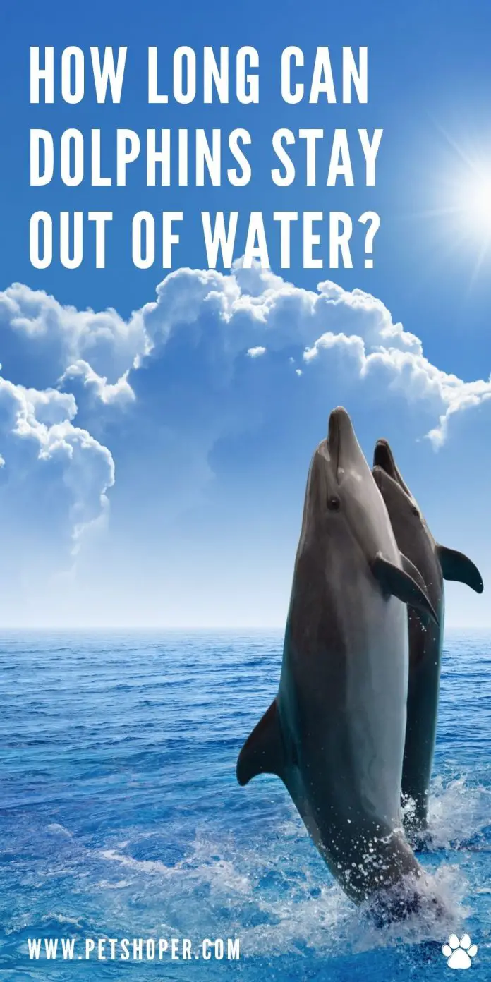 How Long Can Dolphins Stay Out of Water? - PetShoper