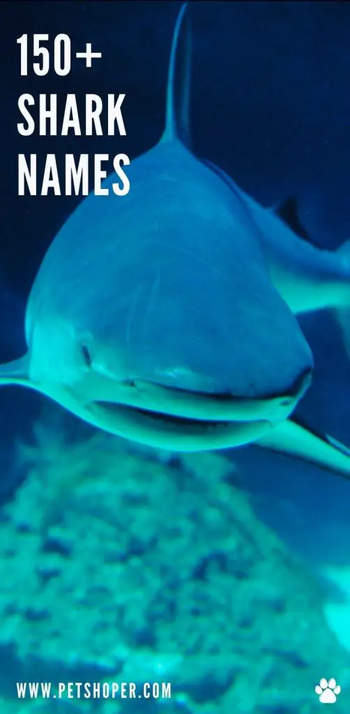Shark Names pin