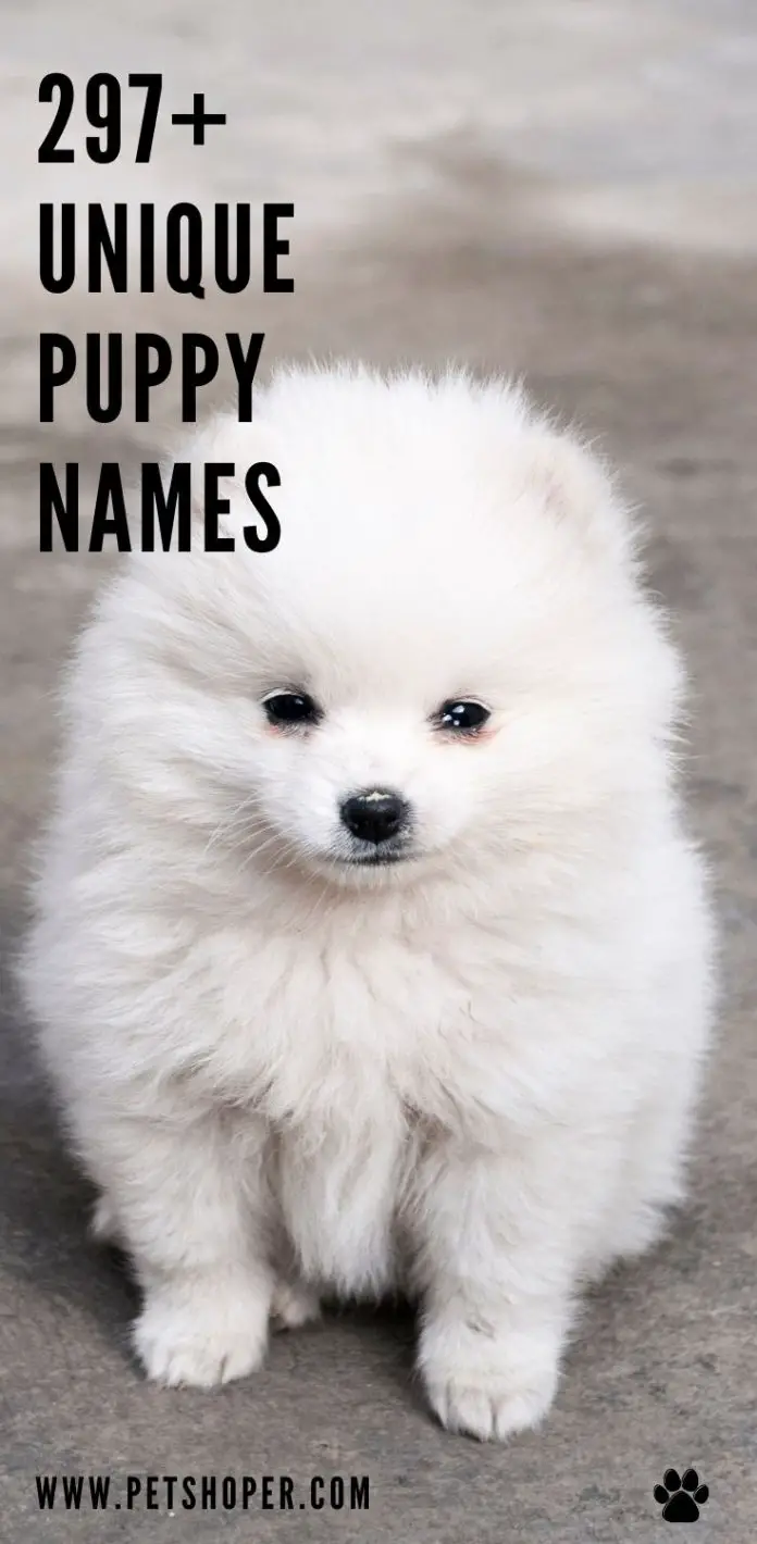 Unique Puppy Names 297+ Cool Ideas [with Video] - PetShoper