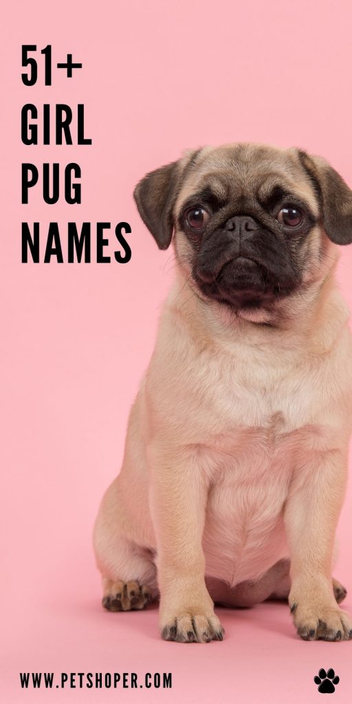 girl pug names pin