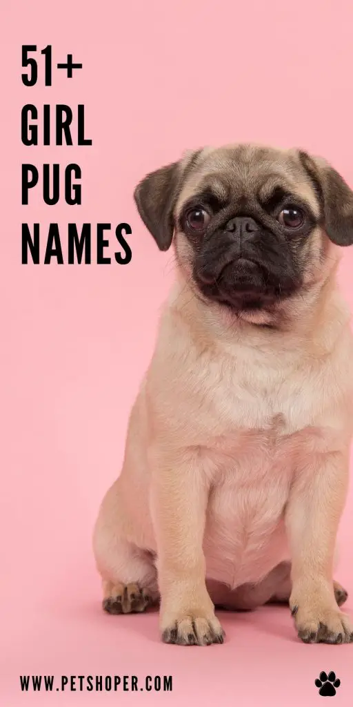 girl pug names pin