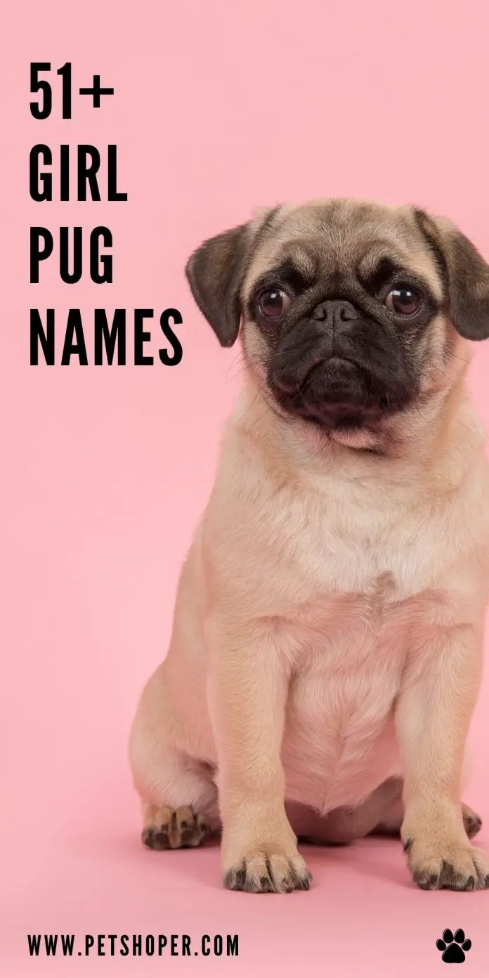 Girl Pug Names 51+ BEST & TOP Female Names - PetShoper