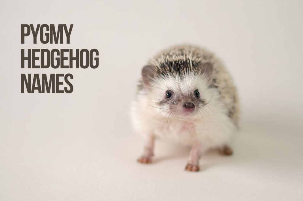 pygmy hedgehog names