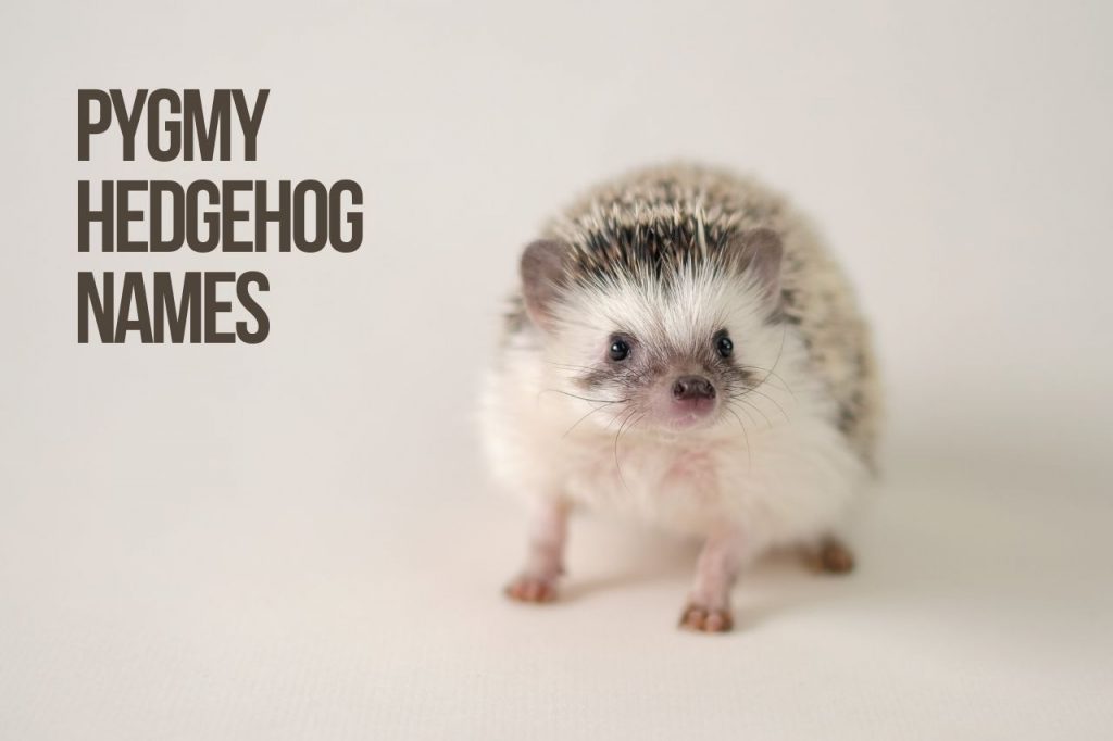 Hedgehog Names 89+ Best Ideas For Your Hedgie